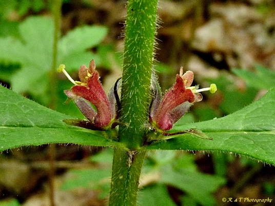 {Triosteum aurantiacum}